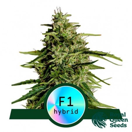 Milky Way F1 Auto
