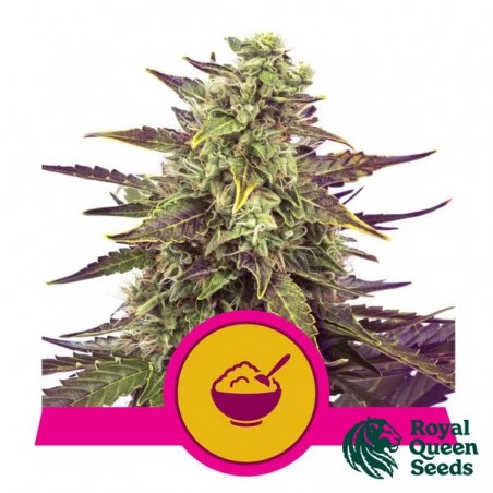 Cereal Milk - Royal Queen Seeds