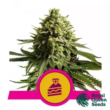 Wedding Cake - Royal Queen Seeds