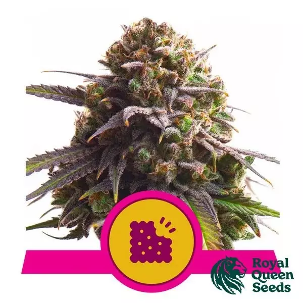 View Biscotti - Royal Queen Seeds