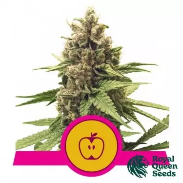 Apple Fritter - Royal Queen Seeds
