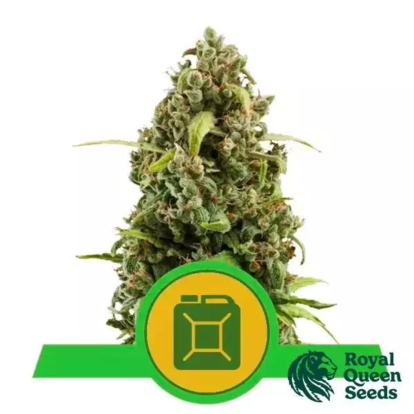 View Diesel Automatic de Royal Queen Seeds - GB The Green Brand
