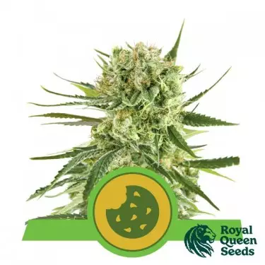Royal Cookies Automatic seeds - GB The Green Brand