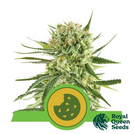 Royal Cookies Automatic