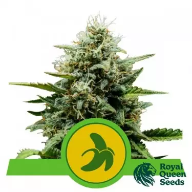 Fat Banana Automatic