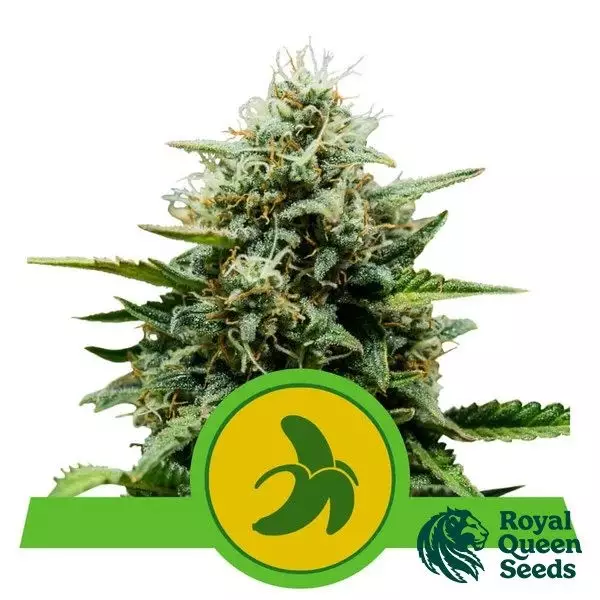 View Fat Banana Automatic