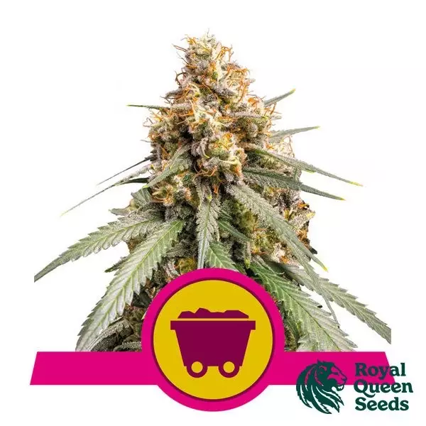 View Prata brilhante Haze Royal Queen Seeds - GB A marca verde