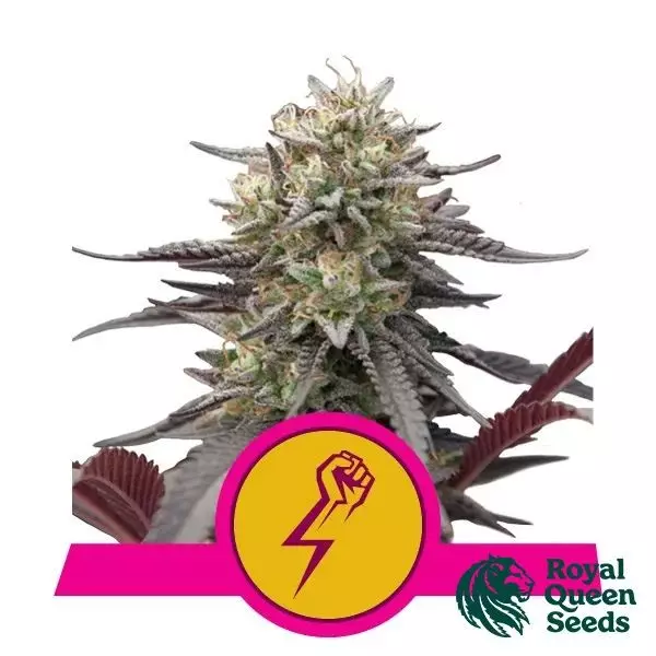 View Green Crack Punch Royal Queen Seeds - GB The Green Brand