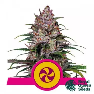 Sweet ZZ by Royal Queen Seeds - GB The Green Brand