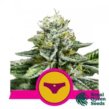 Sherbet Queen Feminized Sementes - GB A marca verde