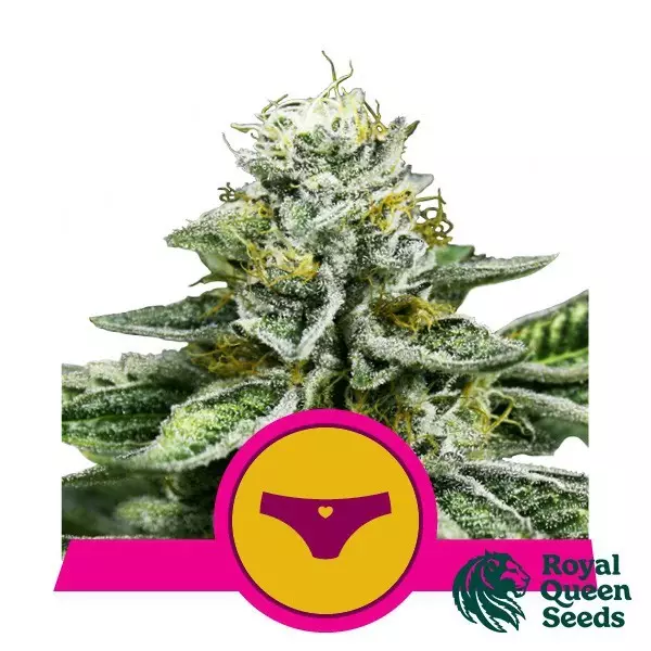 View Sherbet Queen Feminized Sementes - GB A marca verde