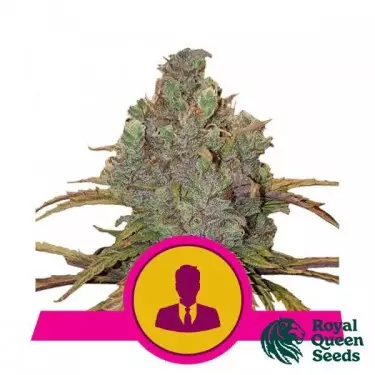 El Patron by Royal Queen Seeds - GB The Green Brand