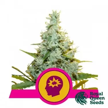 AMG - Amnesia Mac Royal Queen Seeds-GB The Green Brand Ganja