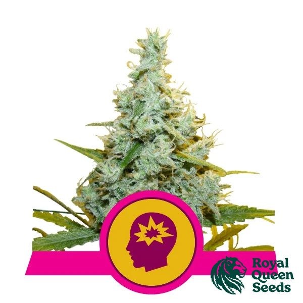 View AMG - Amnesia Mac Ganja