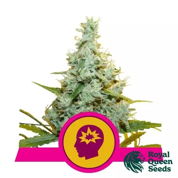View AMG -Amnesia Mac Ganja by Royal Queen Seeds - GB