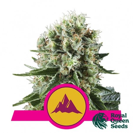 Critical Kush
