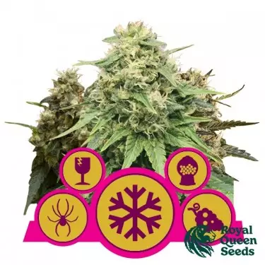 Buy Feminized Mix by Royal Queen Seeds - GB
