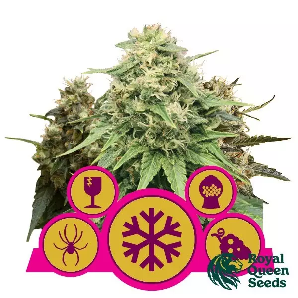 View Buy Feminized Mix by Royal Queen Seeds - GB