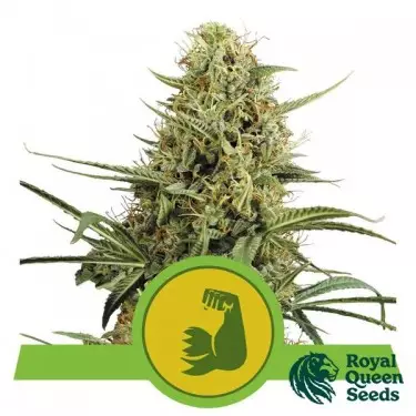 Buy Hulkberry Automatic by RQS - GB The Green Brand