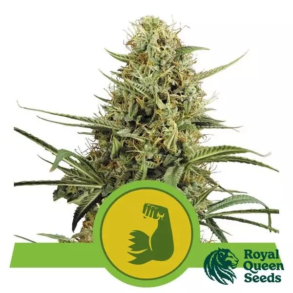 View Comprar RQS Hulkberry Automático - GB A marca verde