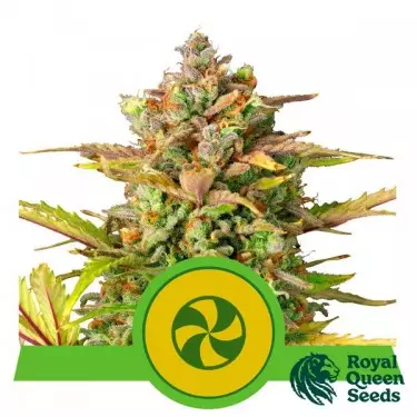 Comprar Sweet ZZ RQS automático - GB The Green Brand