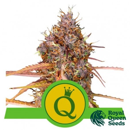 Purple Queen Automatic