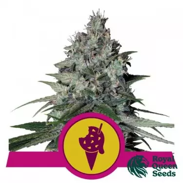 Comprar RQS Gelate Cookies - GB The Green Brand