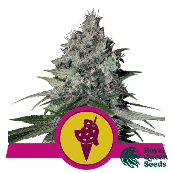 View Buy Cookies Gelato by RQS - GB The Green Brand