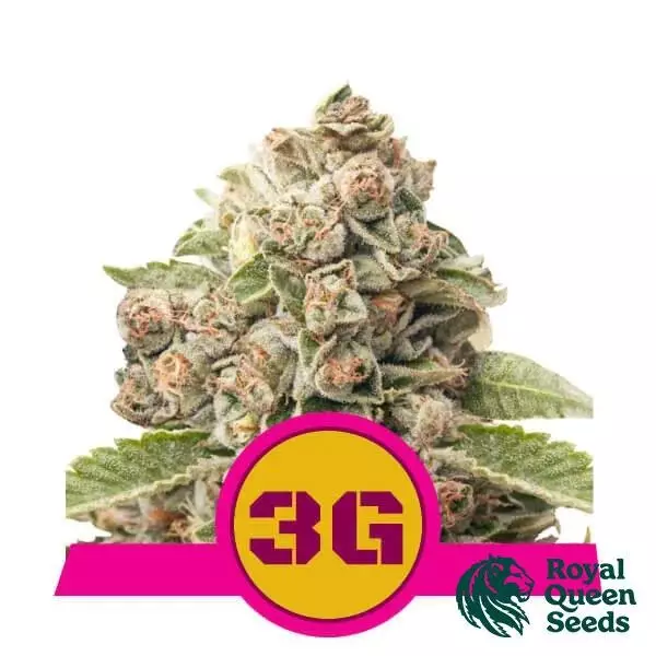 View Buy Triple G by Royal Queen Seeds - GB