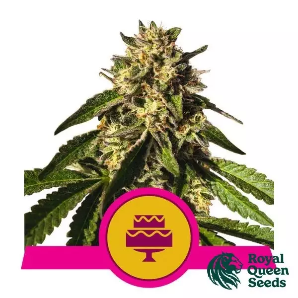 View Casamento Gelato de Royal Queen Seeds - GB The Green Brand