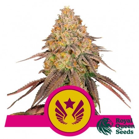 Legendary OG Punch
