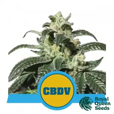 Comprar Royal CBDV Auto Royal Queen Seeds - GB
