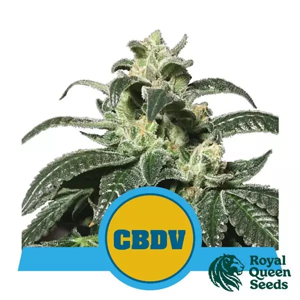 View Comprar Royal CBDV Auto Royal Queen Seeds - GB