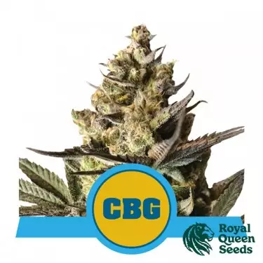 Royal CBG Automatic by Royal Queen Seeds - GB