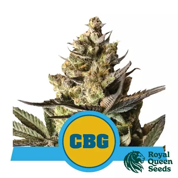View Royal CBG Automatic by Royal Queen Seeds - GB