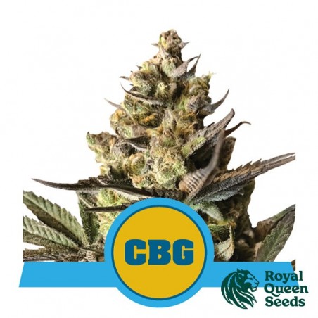 Royal CBG Automatic