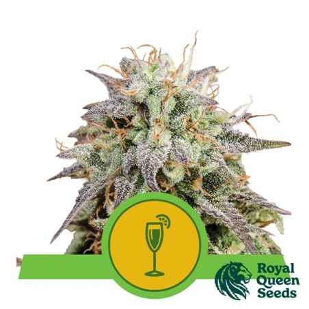Mimosa Automatic