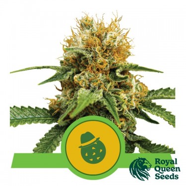Comprar Do-Si-Dos Automatic Royal Queen Seeds - GB