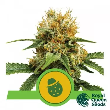 Comprar Do-Si-Dos Automatic Royal Queen Seeds - GB