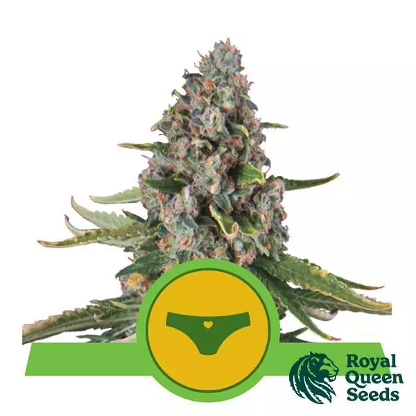 View Sherbet Queen Automatic