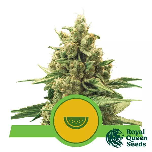 View Watermelon Automatic