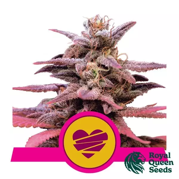 View Comprar Casamento Crasher Royal Queen Seeds - GB The Green Brand