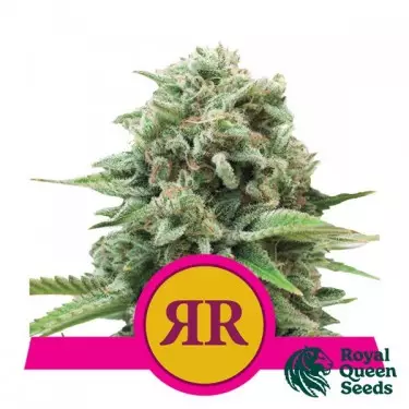 Buy Royal Runtz by Royal Queen Seeds - GB
