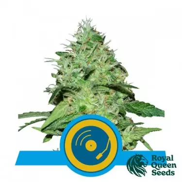 Joanne’s CBD of Royal Queen Seeds - GB The Green Brand