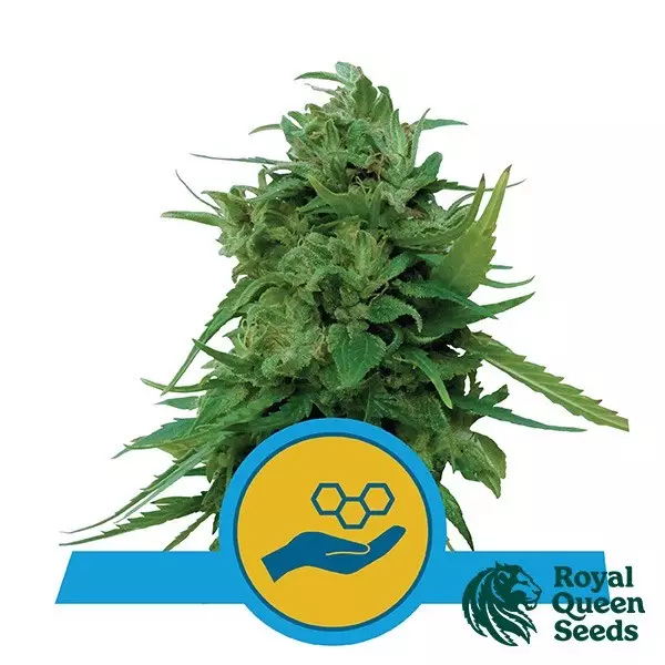 View Comprar Royal Queen Seeds CBD Solomatic - GB