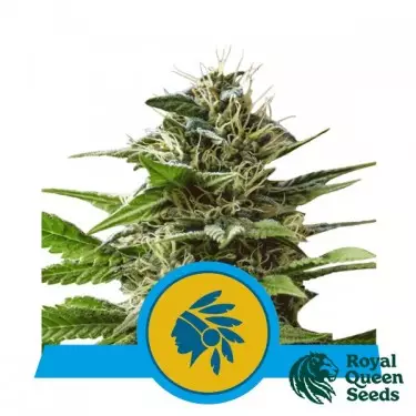 Comprar Tatanka Pure CBD de Royal Queen Seeds - GB