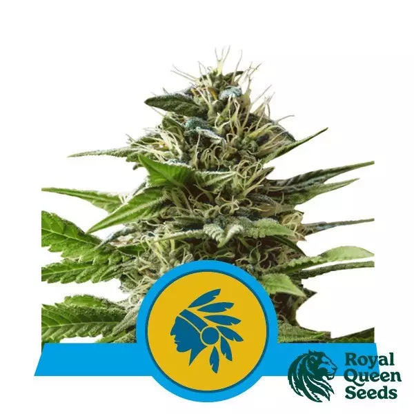 View Tatanka Pure CBD