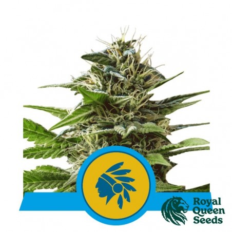 Tatanka Pure CBD