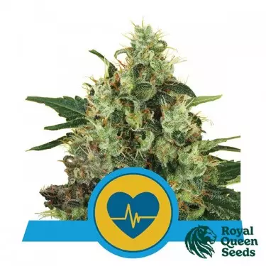 Missa médica Feminizada Royal Queen Seeds - GB The Green Brand