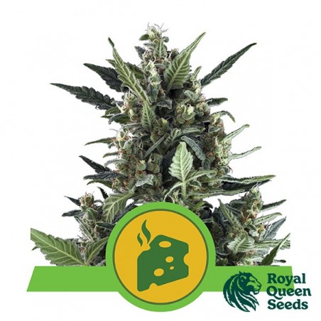 Blue Cheese Automatic